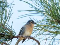 Azoren Buchfink Männchen - Pico